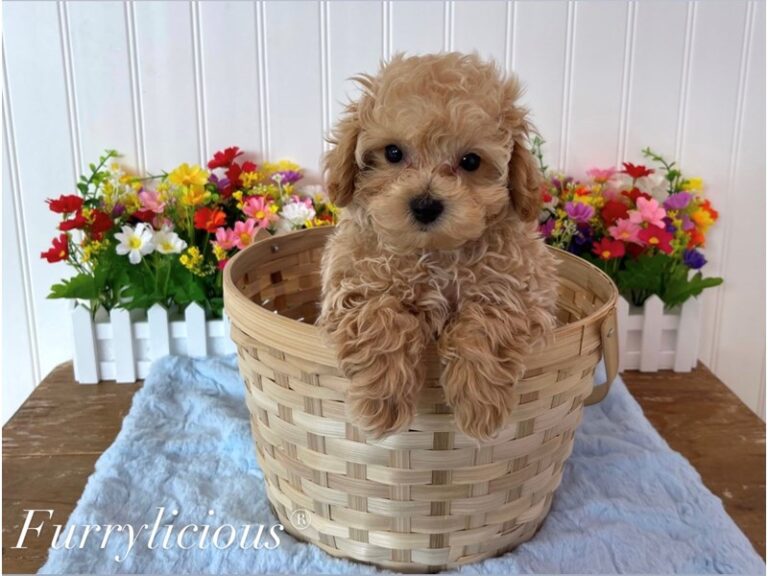 Luke - Maltipoo