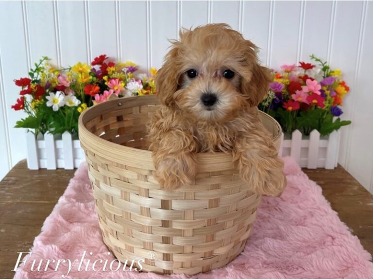 Leia - Maltipoo