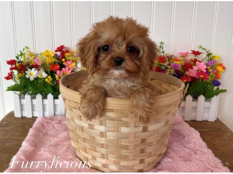 Ruby - Cavapoo