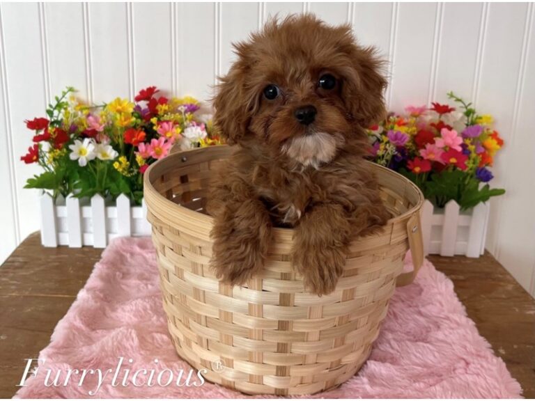 Brandy - Cavapoo