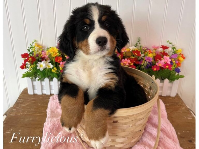 Mischa - Bernese Mountain Dog