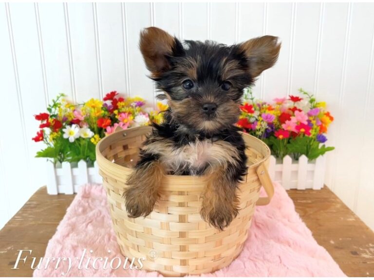 Lizzie - Yorkshire Terrier