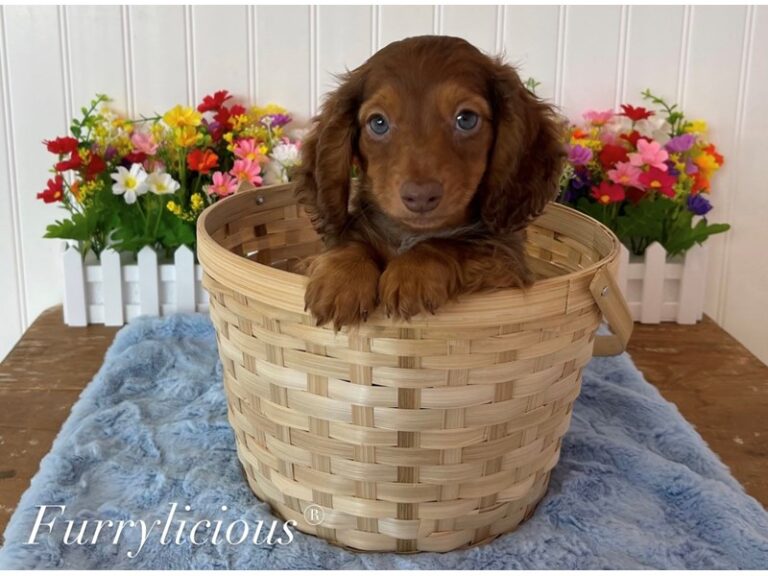 Clay - Dachshund