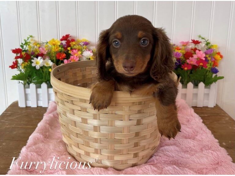 Muffin - Dachshund