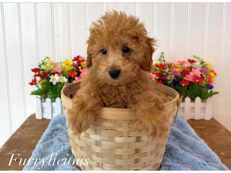 Cody - Poodle