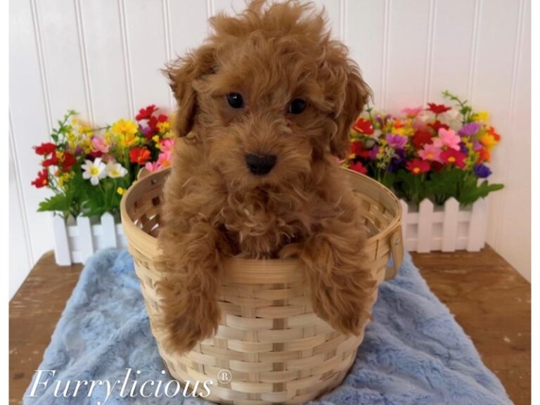 Rusty - Poodle