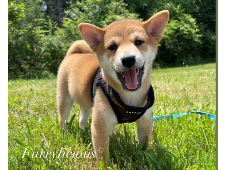 Sonic - Shiba Inu