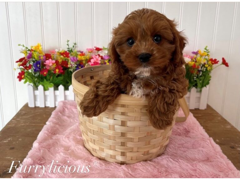 Sandy - Cavapoo