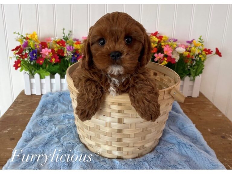 Binx - Cavapoo