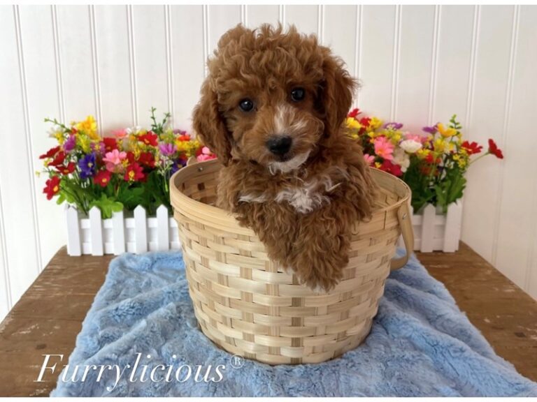 Calvin - Poodle Mini