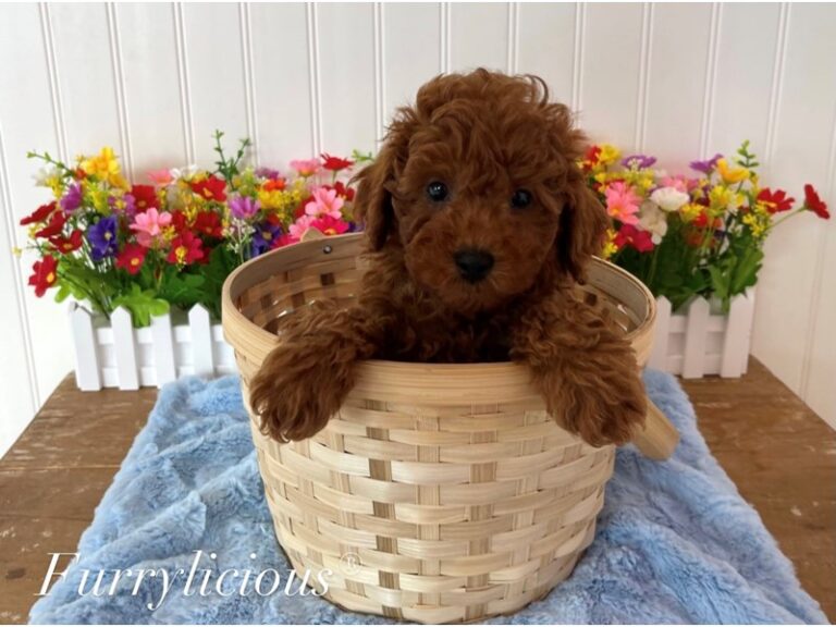 Einstein - Poodle Mini