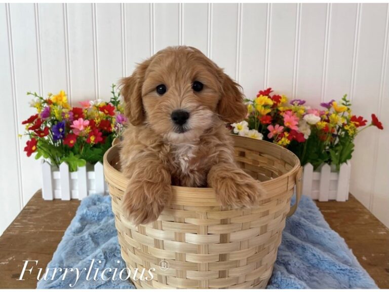 Theo - Maltipoo