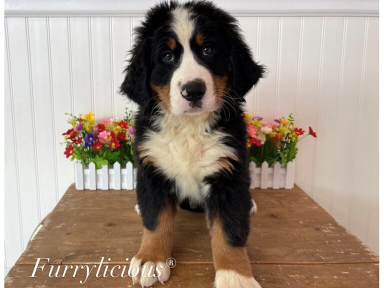 Bernese Mountain Dog - Bernese Mountain Dog