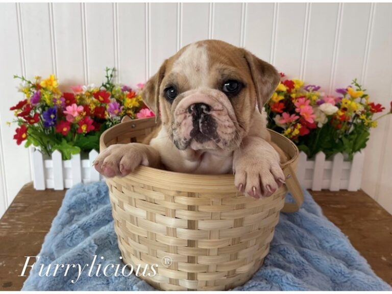 Otis - English Bulldog