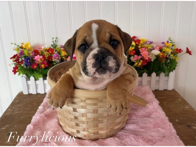 Jewel - English Bulldog
