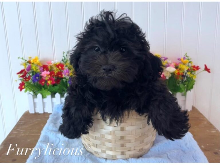 Scooter - Shipoo
