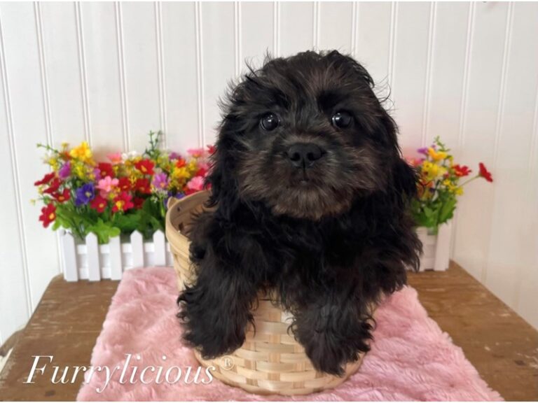 Winnie - Shipoo