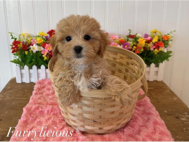 Sasha - Maltipoo