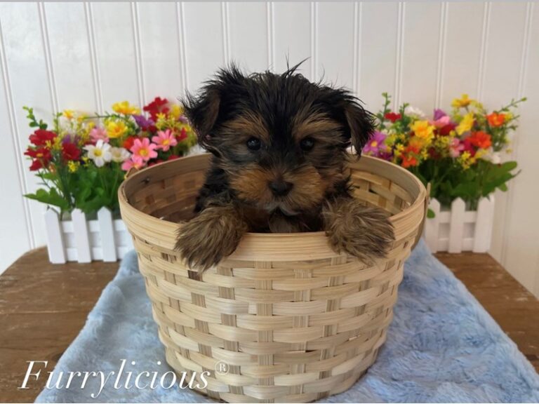 Yorkshire Terrier - Yorkshire Terrier