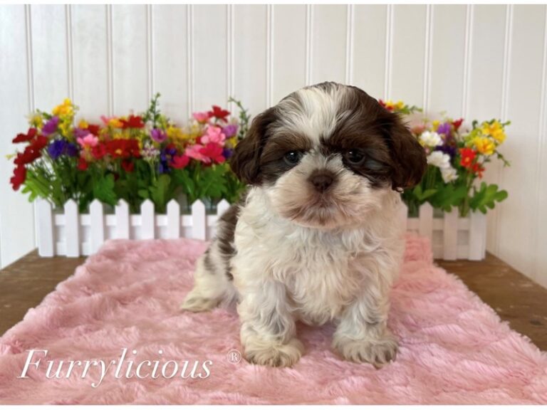 Lily - Malshi
