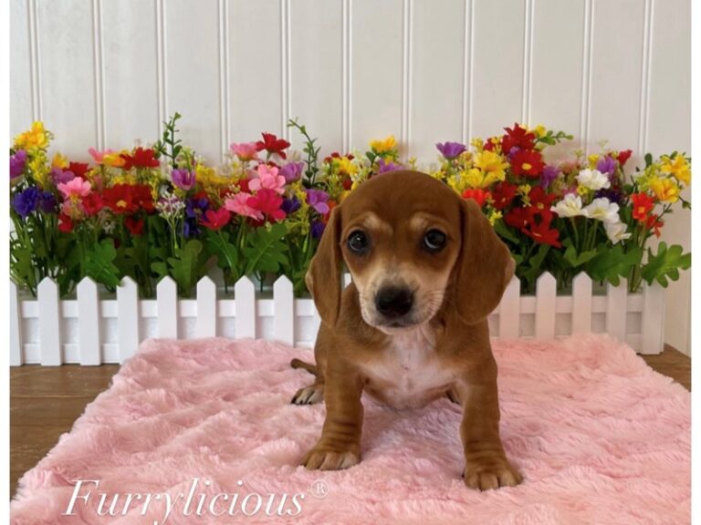 Cinnamon - Dachshund
