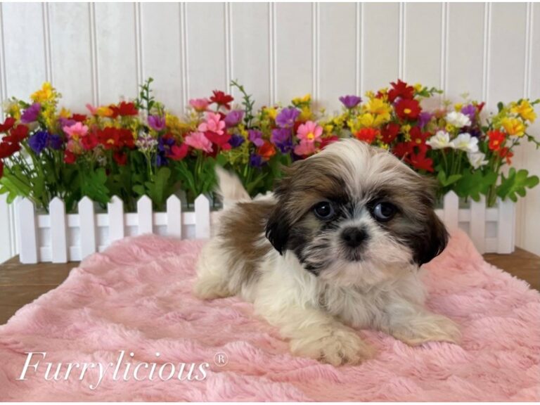 Annie - Shih Tzu