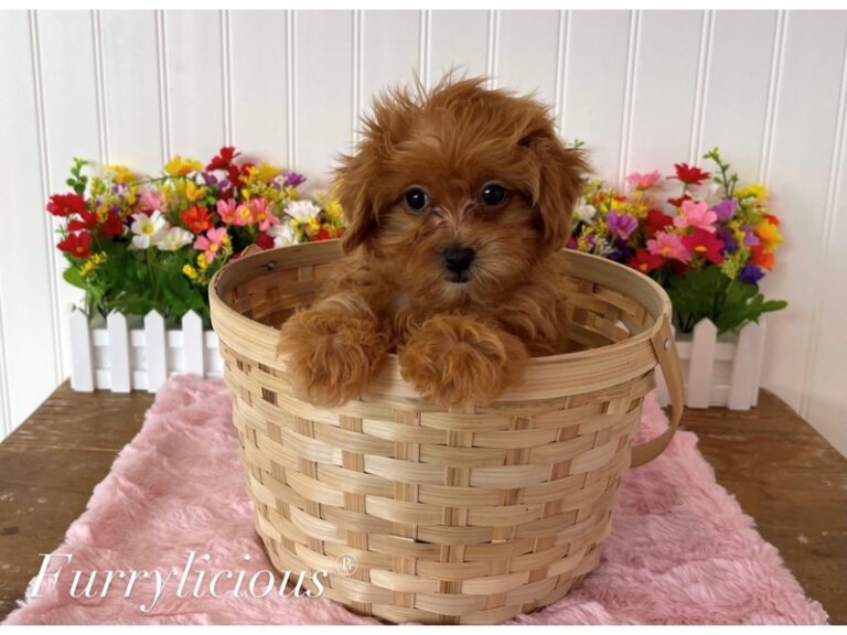 Sadie - Morkiepoo