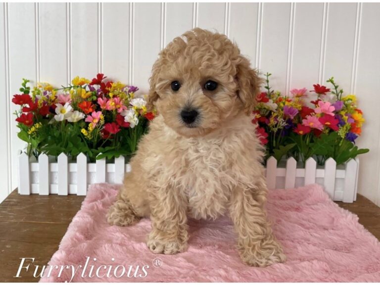 Lola - Bichapoo
