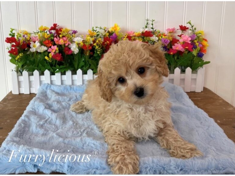 Preston - Bichapoo