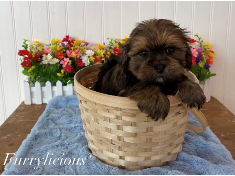 Maverick - Lhasa Apso