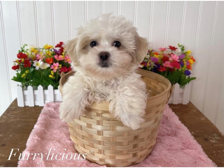 Teddy Bear - Teddy Bear