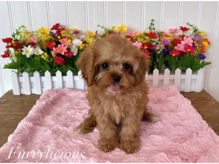 Leona - Cavapoo