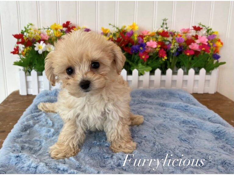 Finn - Maltipoo