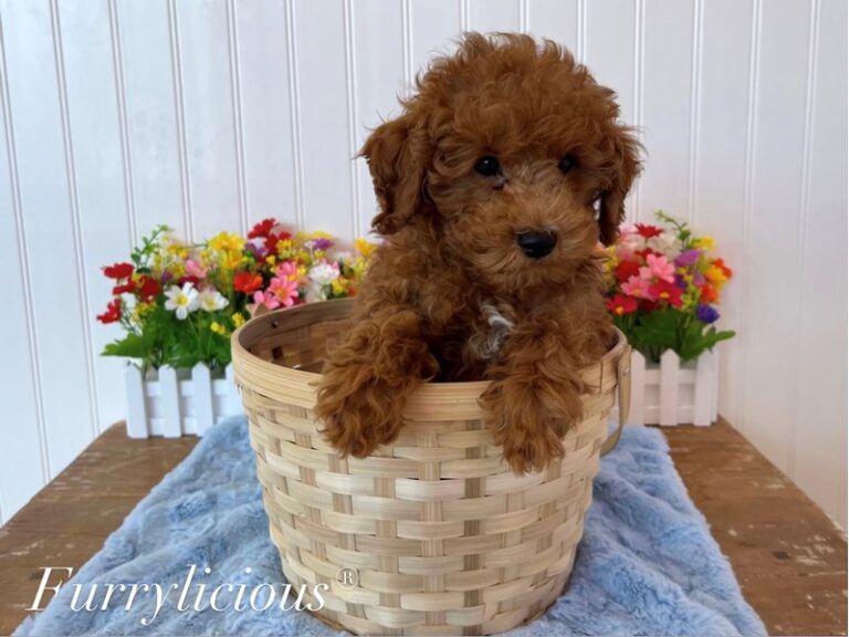 Oscar - Poodle