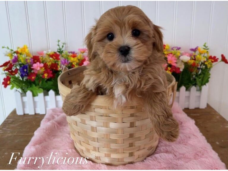 Josie - Maltipoo