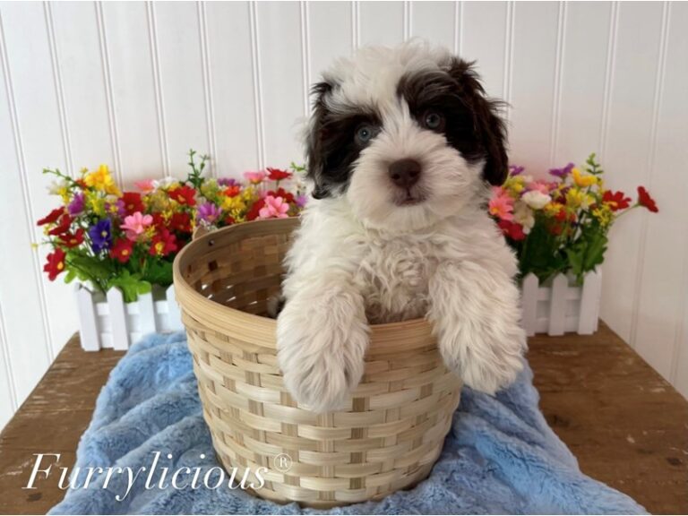 Rex - Bernedoodle Mini 2nd Gen
