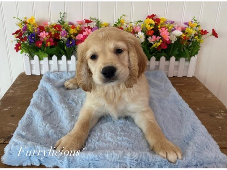 Tucker - Mini Golden Retriever