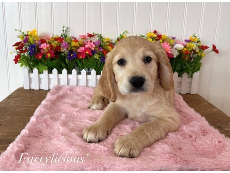 Marley - Mini Golden Retriever