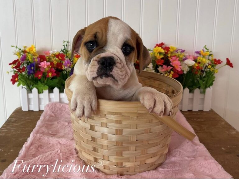 Annabelle - English Bulldog