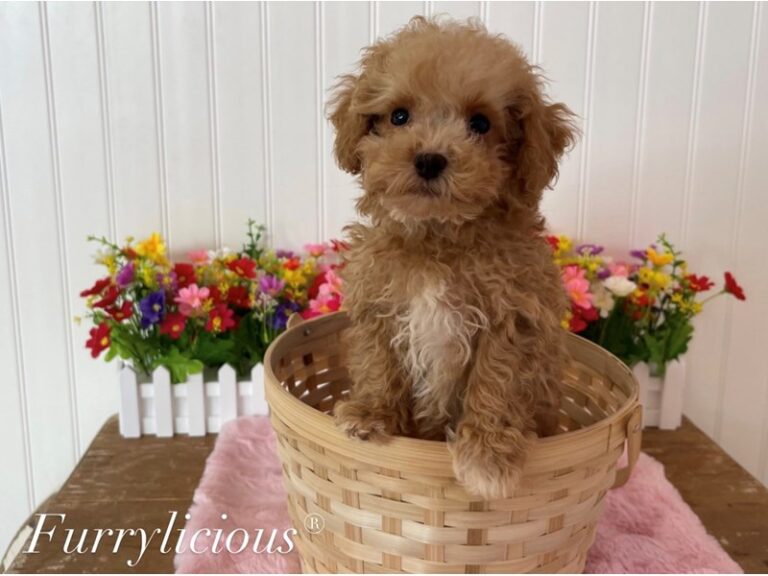 Wendy - Bichapoo