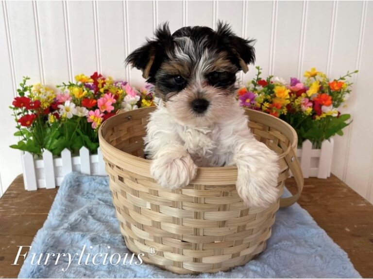 Frankie - Biewer Terrier