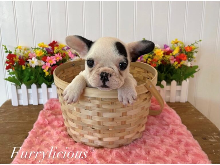 Lulu - French Bulldog