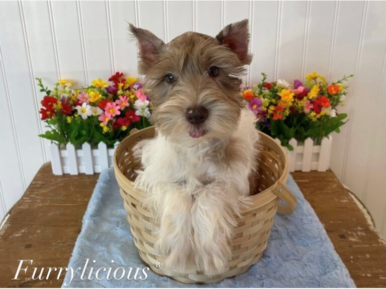 Barry - Miniature Schnauzer