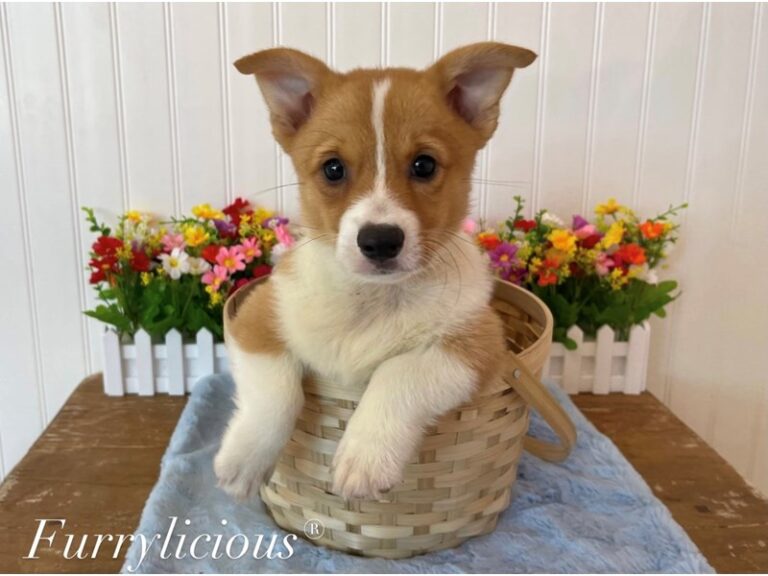 Pembroke Welsh Corgi - Pembroke Welsh Corgi