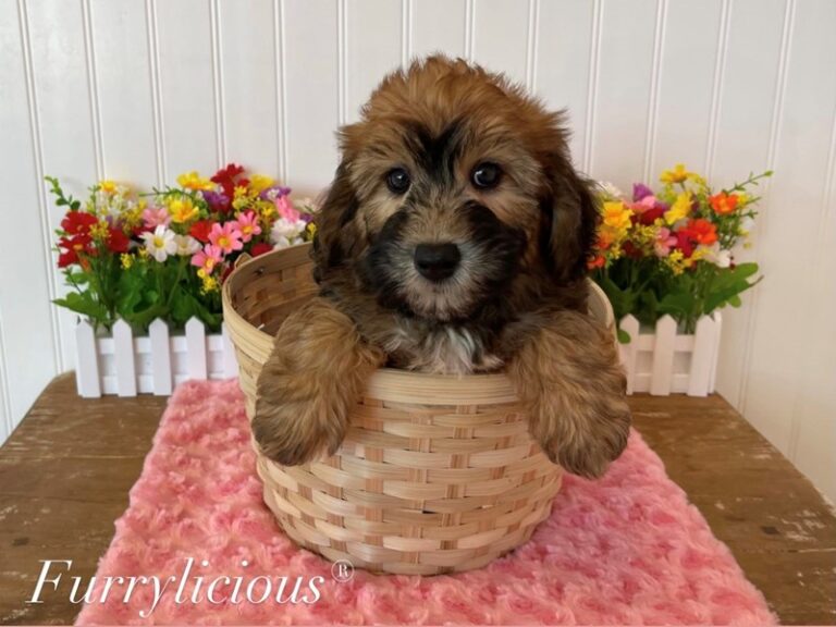 Faith - Whoodle Mini