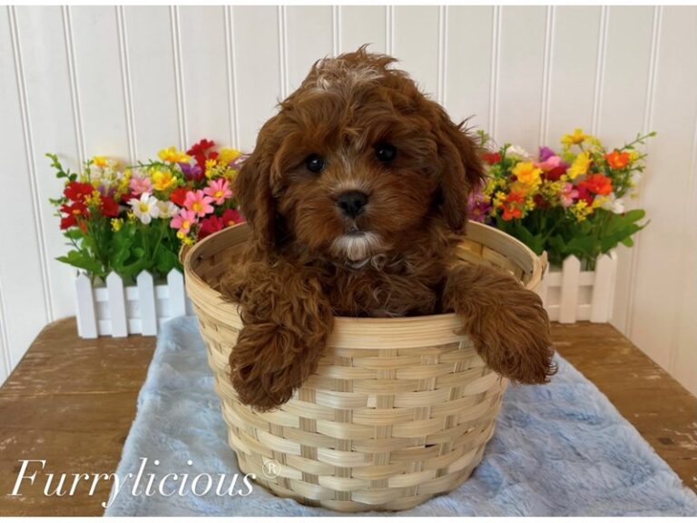 Bruno - Cavapoo
