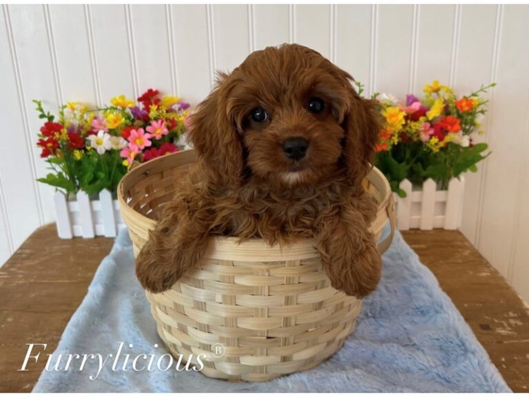 Bentley - Cavapoo