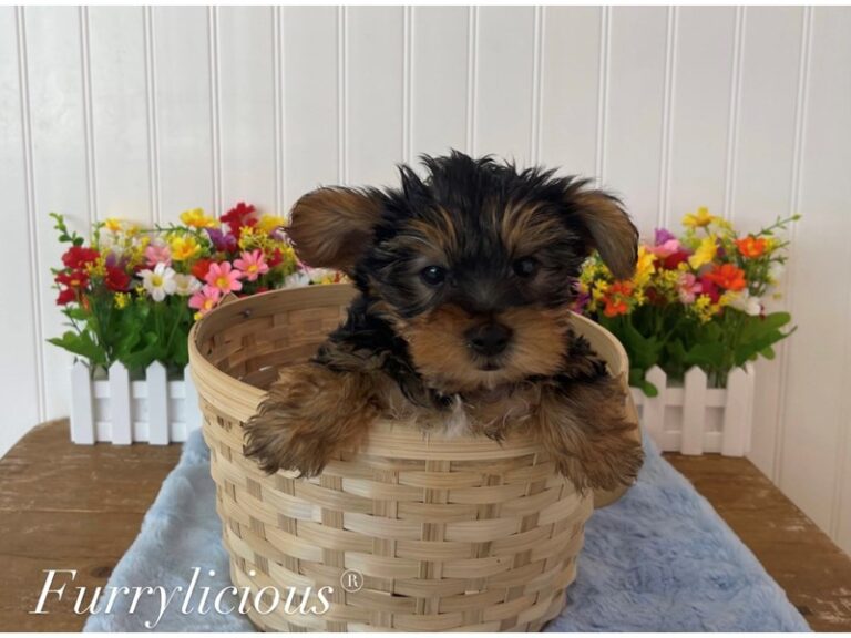 Asher - Yorkshire Terrier