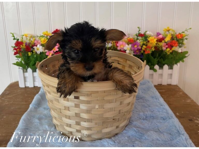 Wolf - Yorkshire Terrier