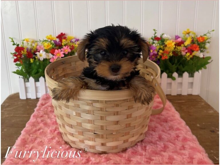 Ella - Yorkshire Terrier
